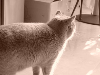 Greymeow