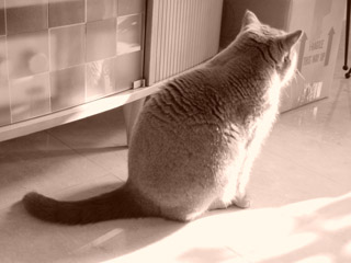 Greymeow