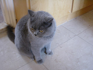 Greymeow