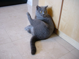 Greymeow