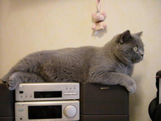 Greymeow