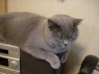 Greymeow