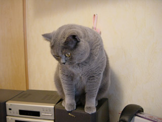 Greymeow