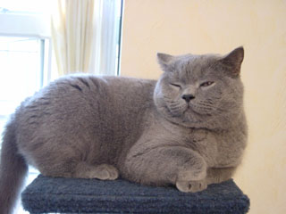 Greymeow