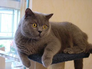Greymeow