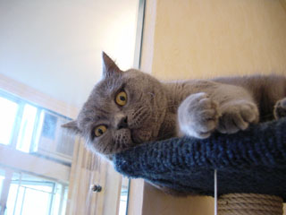 Greymeow