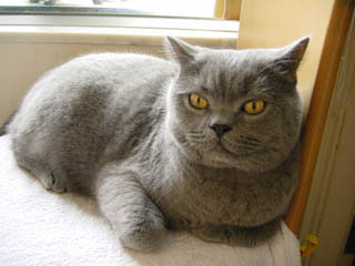 Greymeow