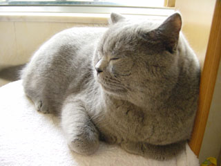 Greymeow