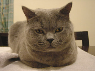 Greymeow