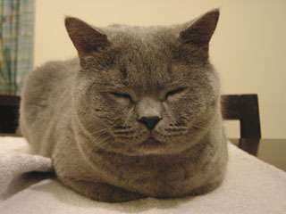Greymeow