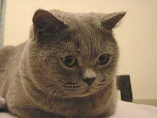 Greymeow