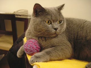 Greymeow