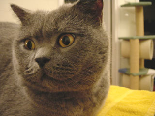 Greymeow