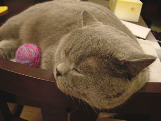 Greymeow