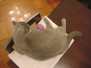 Greymeow