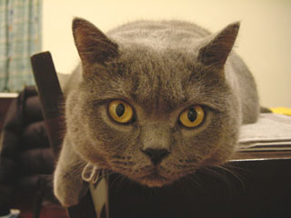 Greymeow