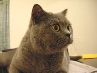 Greymeow