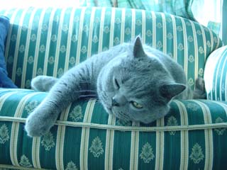 Greymeow