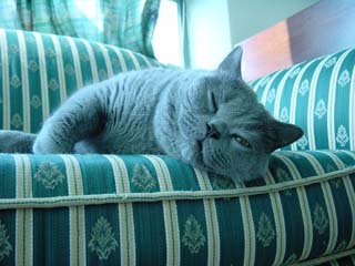 Greymeow