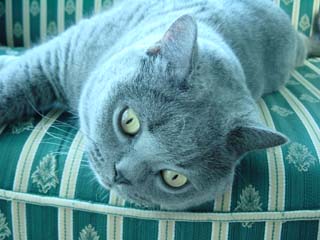 Greymeow