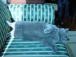 Greymeow