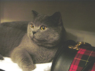 Greymeow