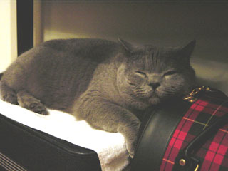 Greymeow