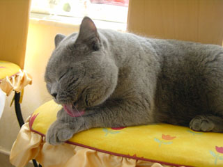 Greymeow