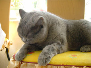 Greymeow