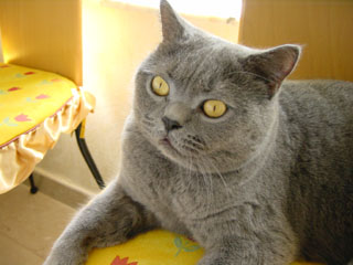 Greymeow