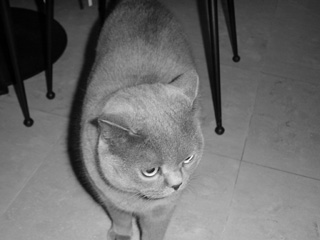 Greymeow
