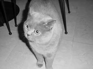 Greymeow