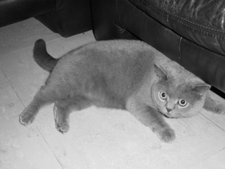 Greymeow