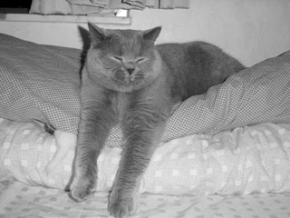 Greymeow