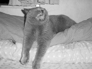 Greymeow