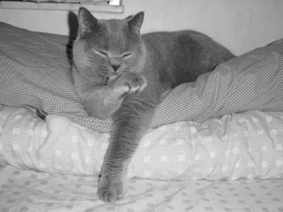 Greymeow