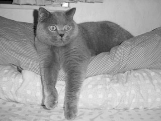 Greymeow