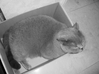 Greymeow