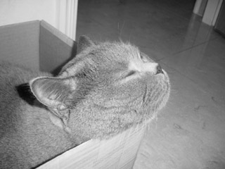 Greymeow