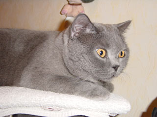 Greymeow