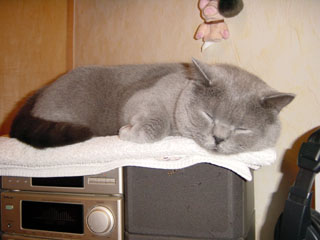 Greymeow