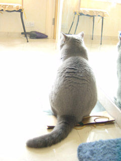 Greymeow