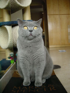 Greymeow