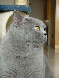 Greymeow