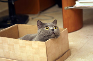 Greymeow