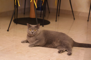 Greymeow