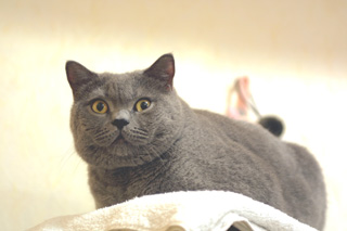 Greymeow