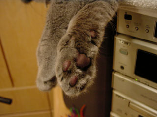 Greymeow