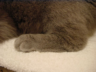 Greymeow