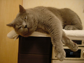 Greymeow